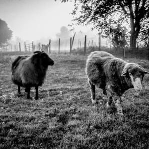 Meet your Posher, Marcia